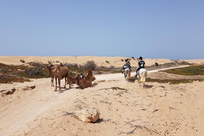 Horse Ride on the Beach in Essaouira - The Horses and Guides: Why They Matter