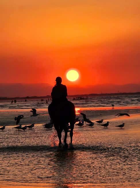 Horse Riding Oman - 2 hour ride - The Sum Up