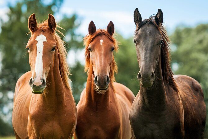Horseback Riding and Wine Tasting Tour - Who Will Enjoy This Tour?