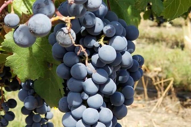 Horseback Riding and Wine Tours - A Detailed Breakdown of the Itinerary