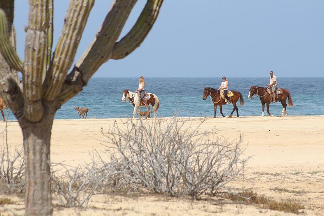 Horseback Riding Tour in Cabo San Lucas - The Itinerary in Detail
