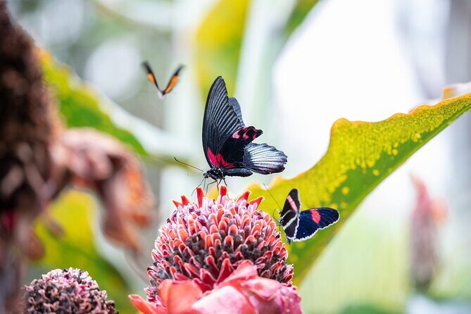 Houston Museum of Natural Science and Cockrell Butterfly Center - The Sum Up