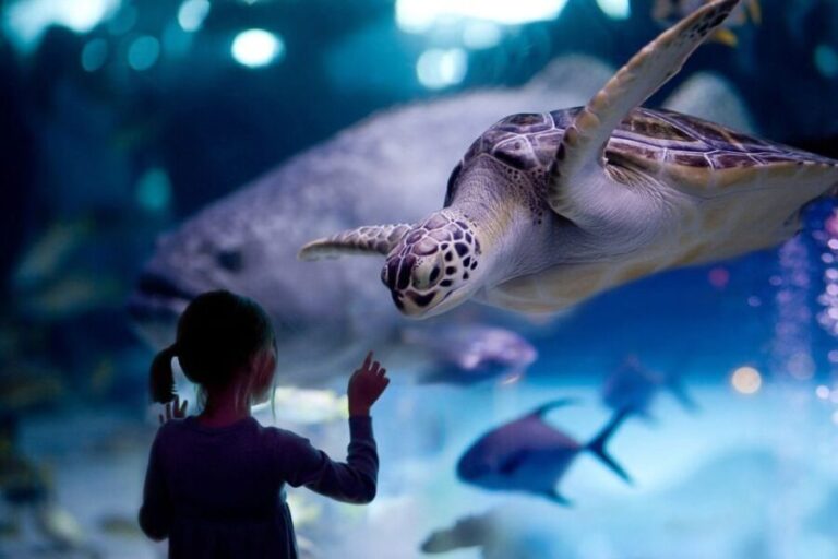 Houston Tour and Aquarium Ticket - Who Will Love This Experience?