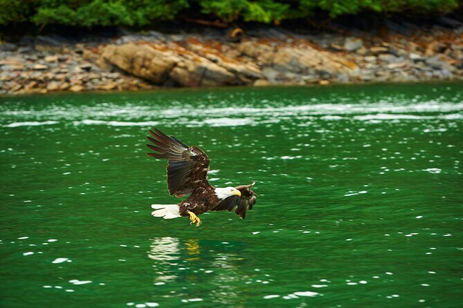 Hovercraft Eco Adventure and Wildlife Viewing - Practical Details for Travelers
