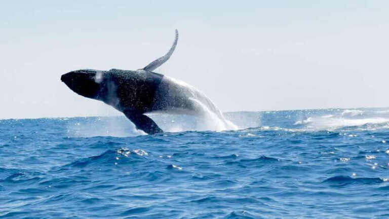 Huatulco: Awakening with Stars Dolphins Boat Cruise - An In-Depth Look at the Experience