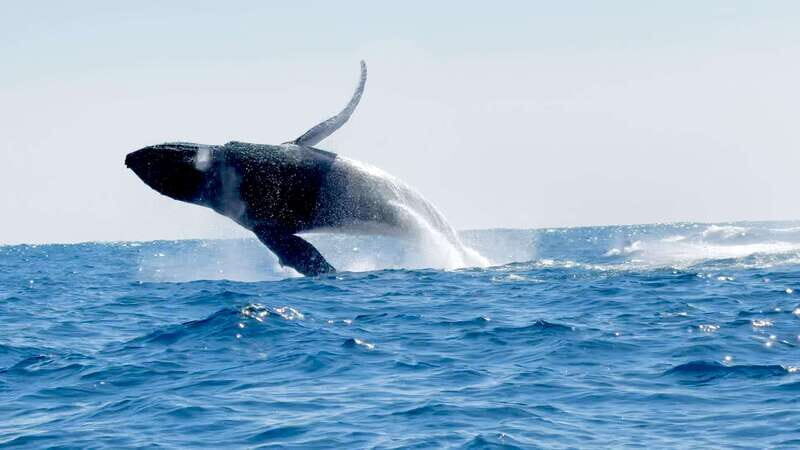 Huatulco: Awakening with Stars Dolphins Boat Cruise