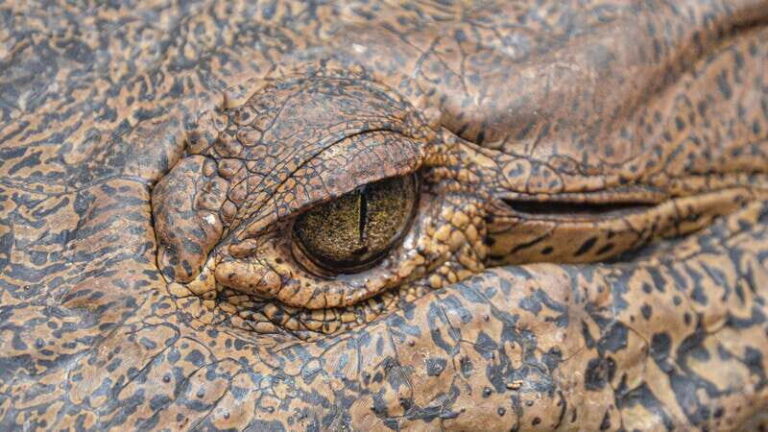 Huatulco: Ecotour with Crocodiles & migrating birds - Ventanilla Natural Reserve: Crocodiles and Mangroves
