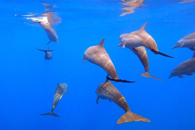 Huatulco Ocean, Bays & Coral Reef Snorkeling Adventures - Practical Details & Value