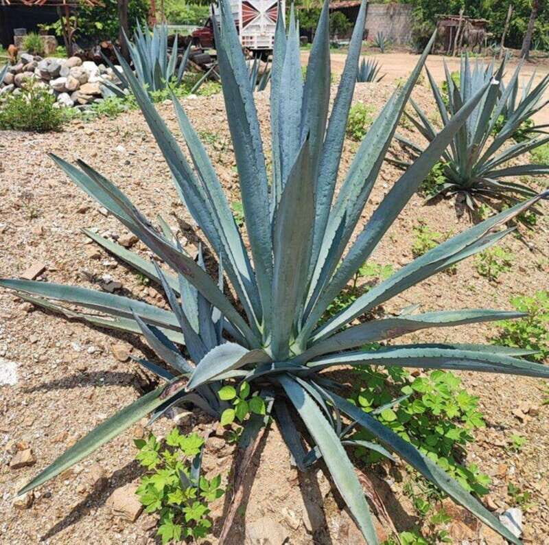 Huatulco: Private Mezcal Factory Experience - Analyzing the Value and Practicalities