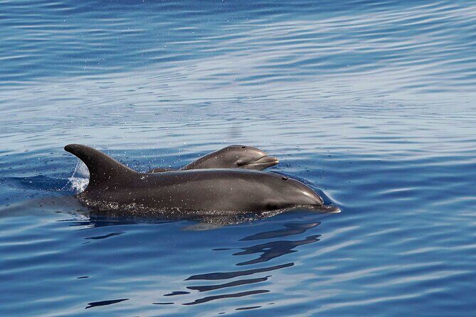 Huatulco Whale & Dolphin Adventures - The Value of the Experience