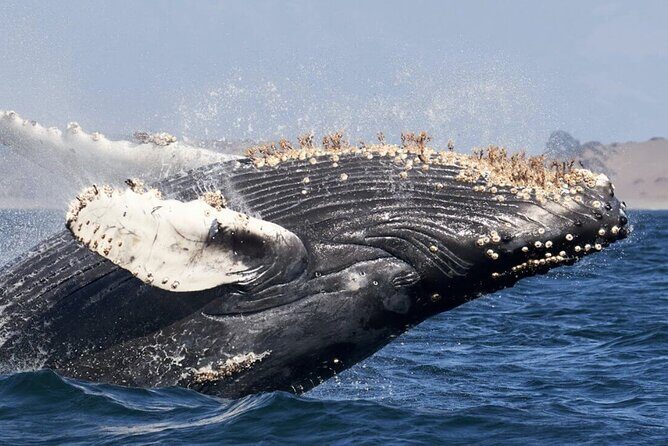 Humpback Whale Watching and Cabo San Lucas Arch Tour - The Practical Aspects