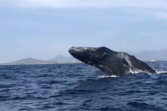 Humpback Whale Watching Private Tour - What the Tour Offers