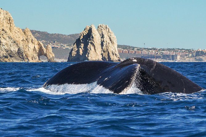 Humpback Whales in Cabo San Lucas - FAQ