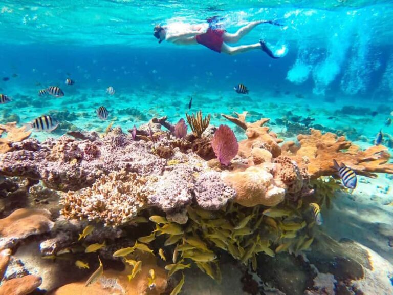 Hurghada: Day Snorkeling with Dolphins - A Detailed Breakdown: What to Expect on Your Day