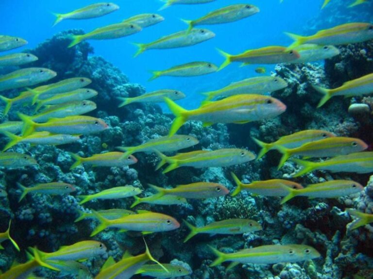 Hurghada: Full-Day Scuba Diving Tour with 2 Sites and Lunch - What the Tour Looks Like: Step-by-Step