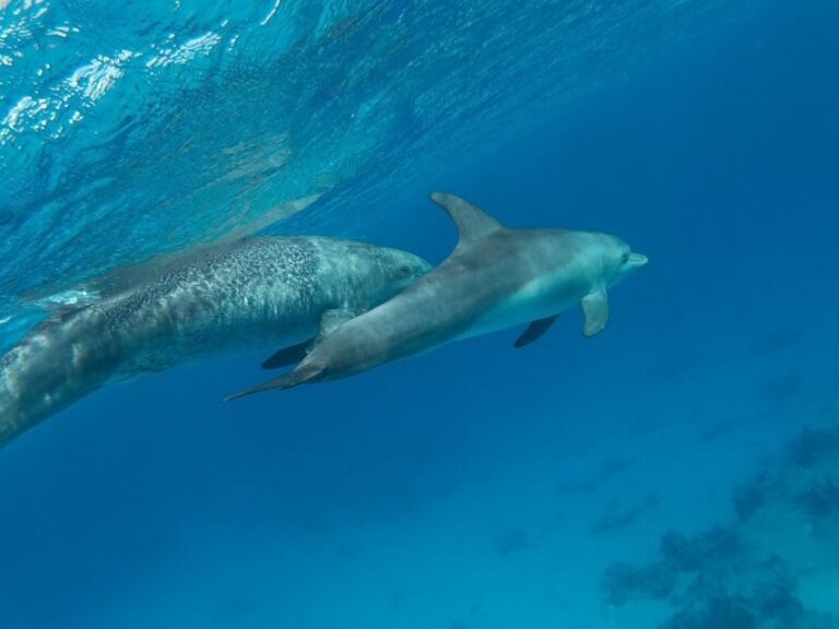 Hurghada: Snorkeling 6 x 1 to Orange Bay w Diving & Massage - The Value of the Experience
