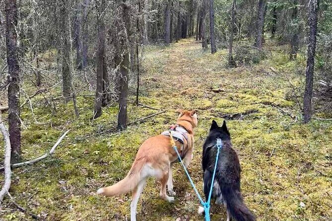 Husky Hike and Forest Adventure - The Sum Up: An Authentic, Scenic, and Participatory Alaska Adventure