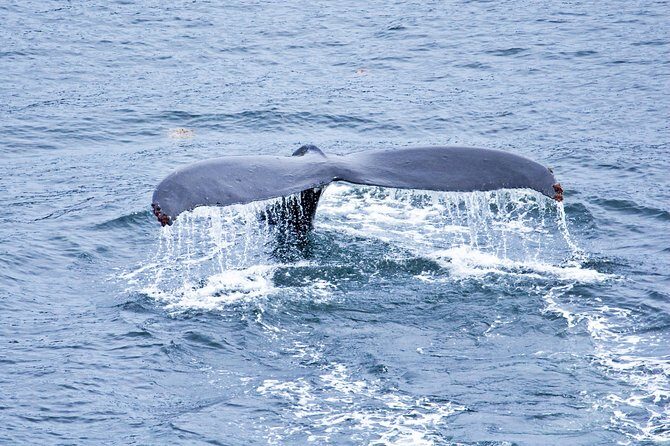 Icy Strait Shore Excursion: Whale Watching Adventure Tour - Price and Value