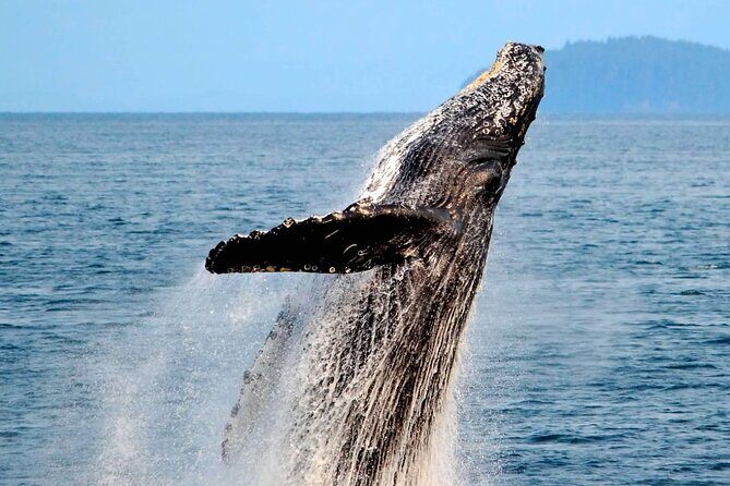 Icy Strait Whale & Wildlife Endeavor - Why Travelers Love This Tour