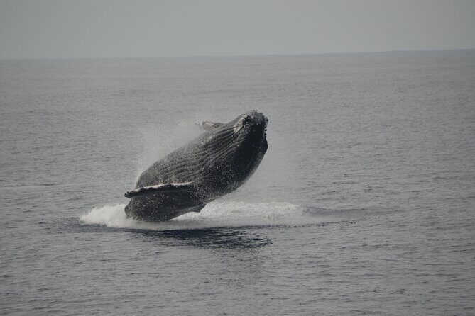 'Imiloa Express Whale Watch and Cocktail Tour - Detailed Breakdown of the Itinerary