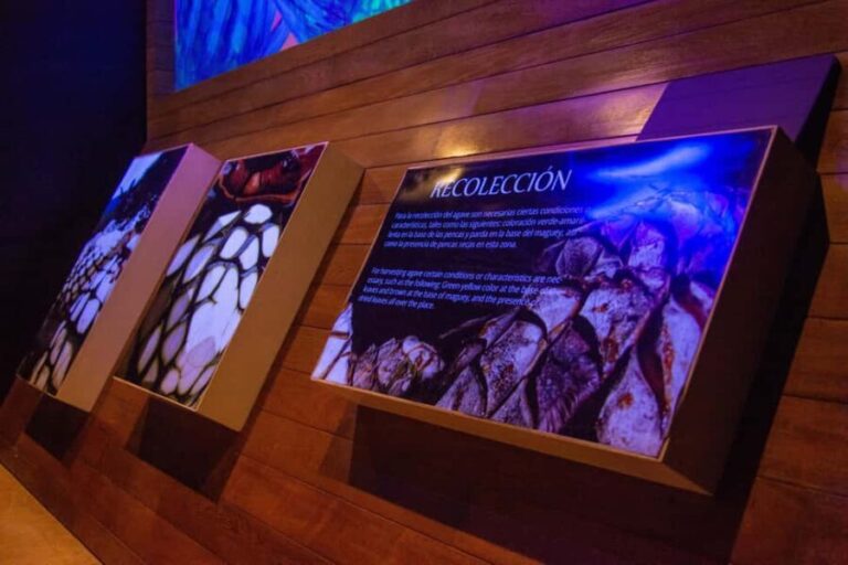 Immersive Experience & Tequila Tasting in Puerto Vallarta - The Itinerary
