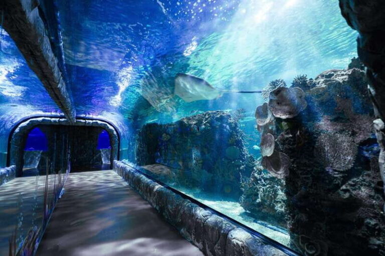 Inbursa Aquarium Entry Ticket with VR Option - The Layout and Key Exhibits