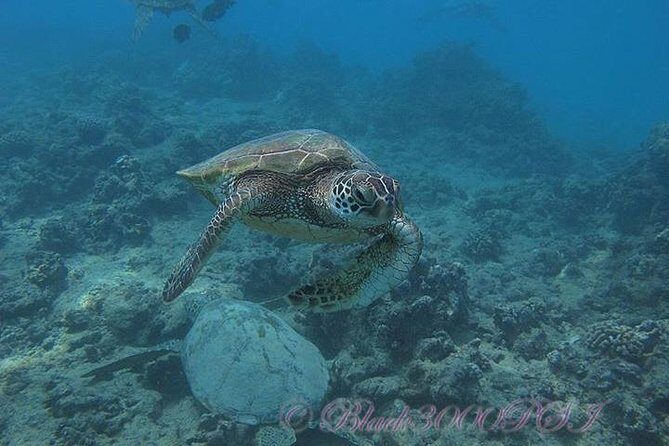 Incredibly Fun 2-Tank Coral Reef South Shore Boat Dive in Oahu from Waikiki - What to Keep in Mind