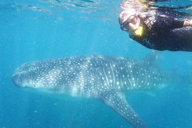 Intimate Eco-Friendly Whale Shark Encounter - Premium Service - Who Will Love This Tour?