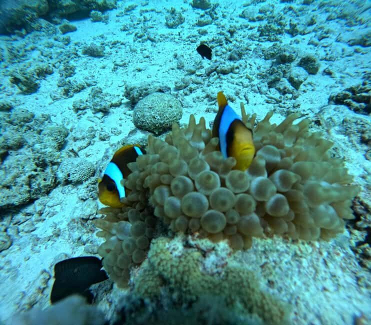 Intro Diving Beginner and Discover Red Sea Underwater - The Marine Environment
