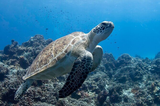Introductory Diving Class in the Cozumel Reefs - The Bottom Line