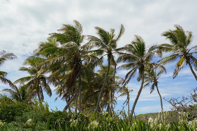 Isla Contoy Snorkeling Experience with Buffet - FAQ
