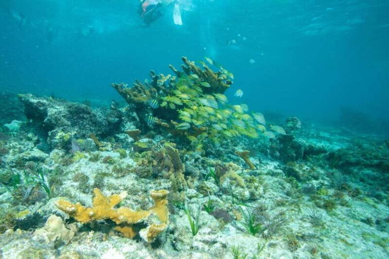 Isla Mujeres: Full Day Private Catamaran with Snorkeling - Why This Tour Offers Great Value