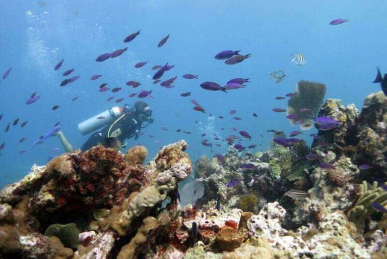 Isla Mujeres: PADI Open Water Diver Course - The Itinerary: What to Expect Over Two Days