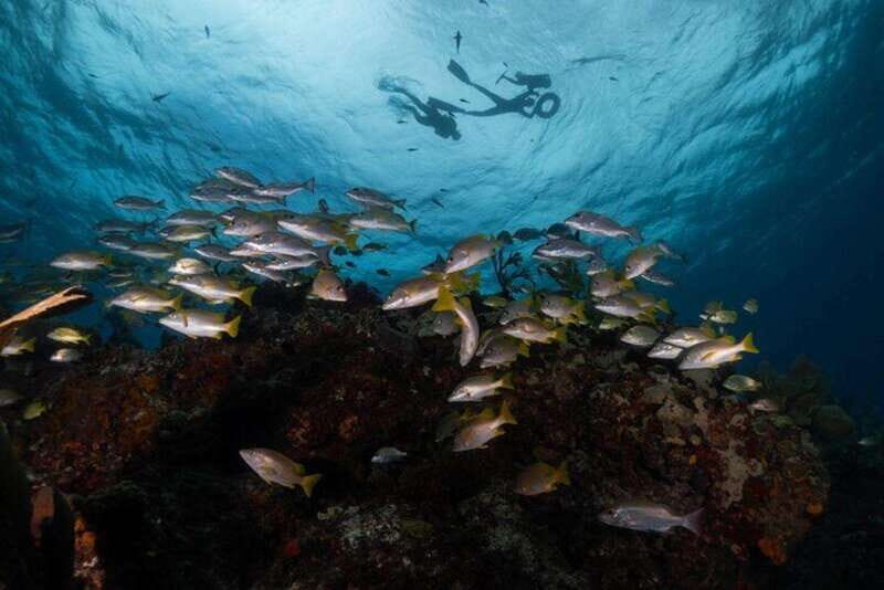 Isla Mujeres: Snorkel Tour at Musa and Manchones Reef - The Itinerary: What You’ll Experience