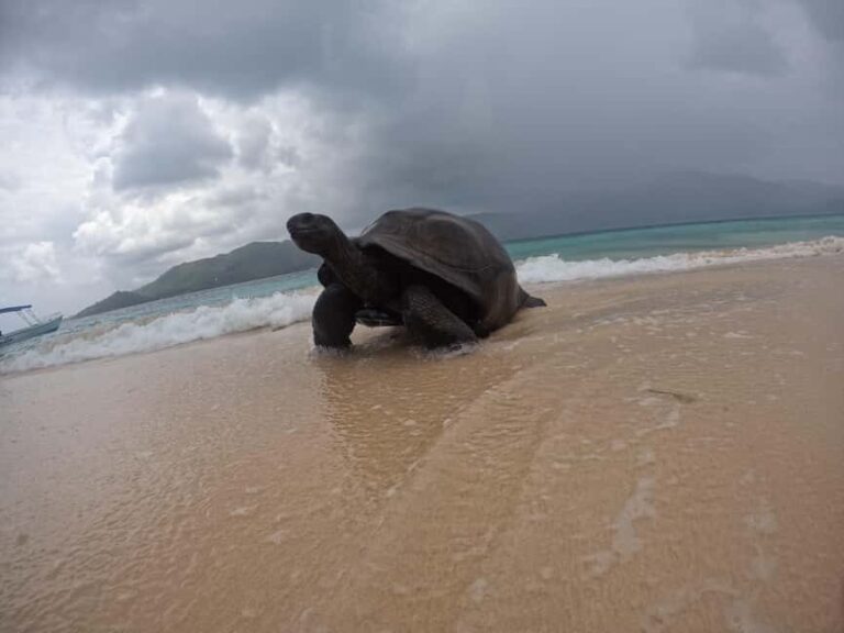 Island Adventure Cousin, Curieuse & St Pierre with BBQ Bliss - What Makes This Tour Stand Out?