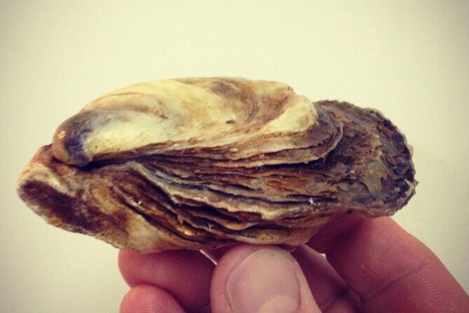 Island Tour with Oyster Tasting & Merroir Experience P.E.I. - Final Thoughts: Why You Should Consider It