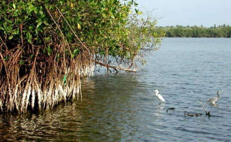 Ixtapa-Zihuatanejo: Barra de Potosi Scenic Lagoon Tour - Exploring Barra de Potosi’s Lagoon and Wildlife