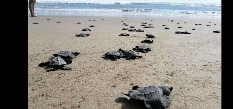 Ixtapa-Zihuatanejo: Turtle Release Tour. - Who Will Love This Tour?