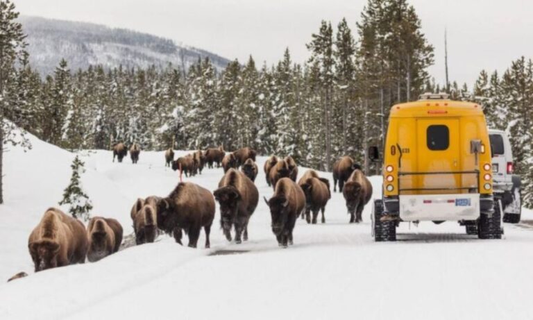 Jackson: 4-Day Grand Teton & Yellowstone Winter Tour - What Makes This Tour Stand Out?