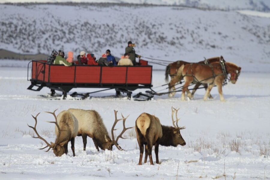 Jackson: Grand Teton and National Elk Refuge Winter Day Trip