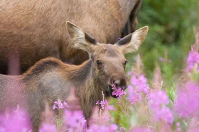 Jackson: Grand Teton National Park Guided Wildlife Tour - Why This Tour Is a Great Choice