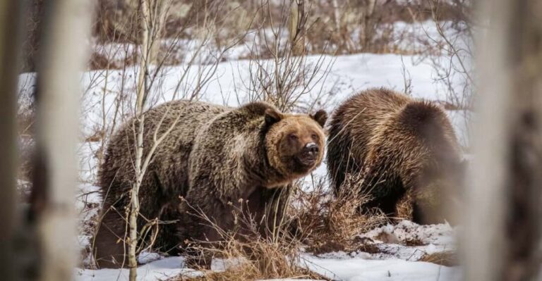 Jackson: Grand Teton Sunrise Safari with Naturalist Guide - Authentic Feedback: What Travelers Say
