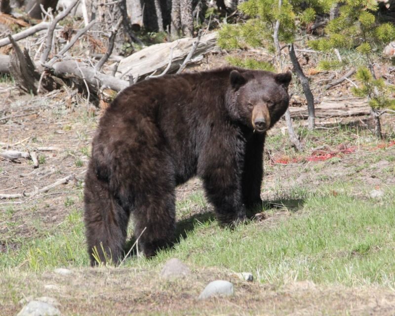 Jackson Hole 2-Day Private Safari: Yellowstone Loops Tour