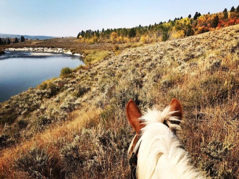 Jackson Hole: Bridger-Teton National Forest Horseback Ride - Authenticity, Safety, and Family-Friendly Appeal