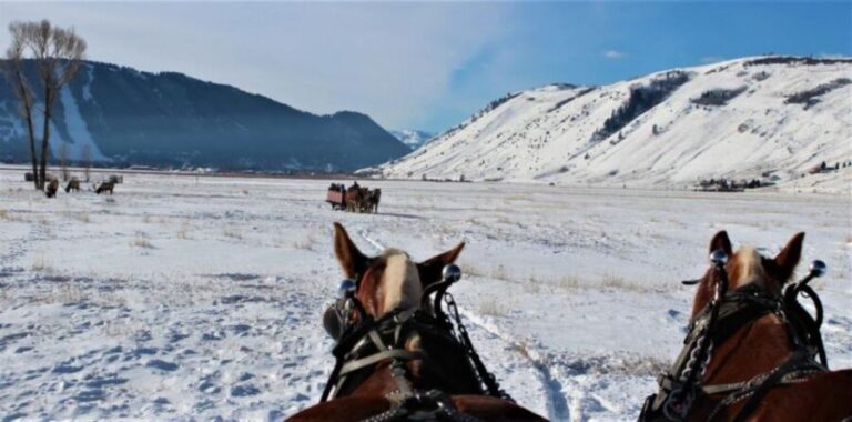 Jackson Hole: National Elk Refuge Sleigh Ride - What to Expect on the Tour