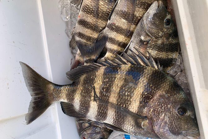 Jacksonville Fishing Charter-23' - The Sum Up