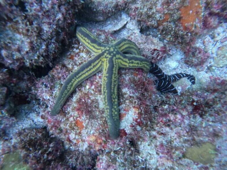 Jalisco: Scuba Diving at Los Arcos for Certified Divers - The Value: What’s Included and What’s Not