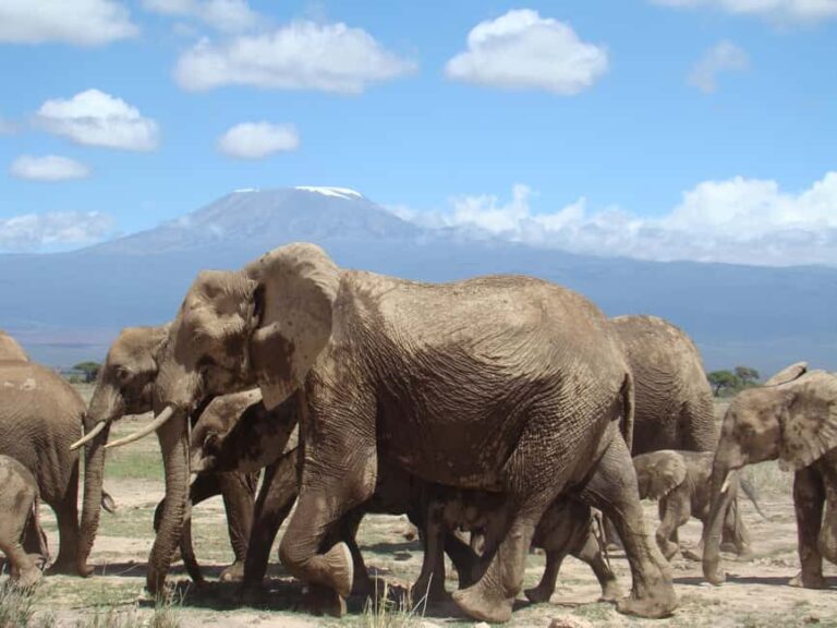Jambo Kenya: Easy Ticket Booking for Global Adventurers - What’s Included and What’s Not