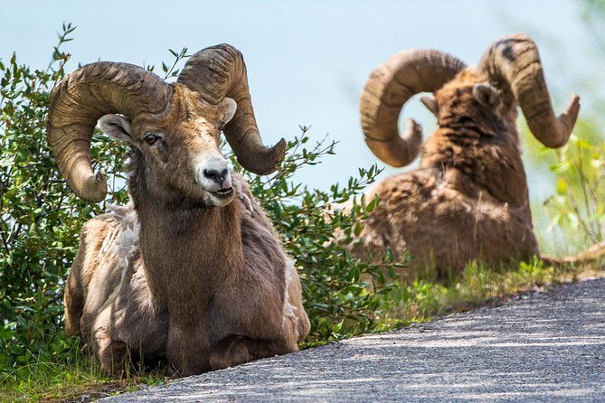 Jasper Evening Wildlife Tour - The Itinerary in Detail