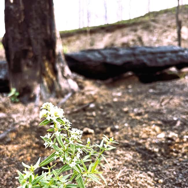 Jasper: Guided Wildfire Hike with Lunch - Why This Tour Stands Out